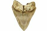 Serrated, Fossil Megalodon Tooth - Indonesia #214778-2